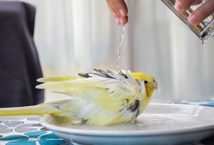 Bathing your Cockatiel Appropriately