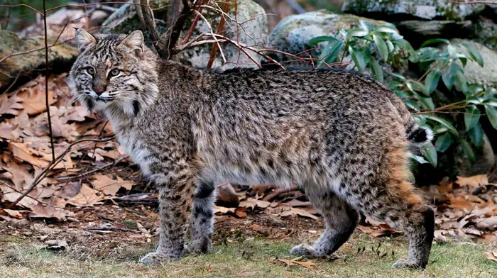 Bobcats