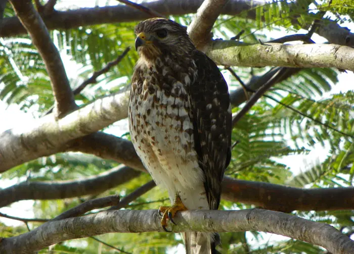 Broad-Winged Hawk