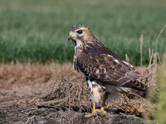 Broad-winged Hawk Physical Characteristics