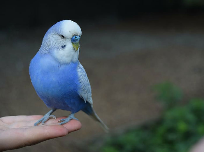 Budgie Blue-based Mutations