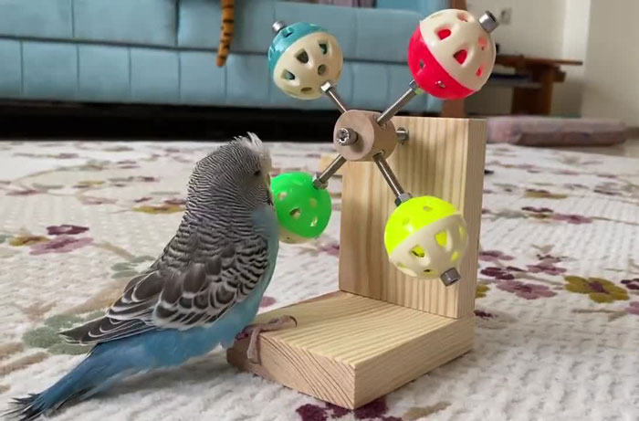 Budgie Different Types Of Interactive Toys