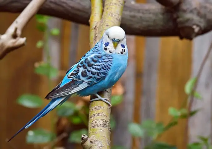 Budgie Feather Maintenance