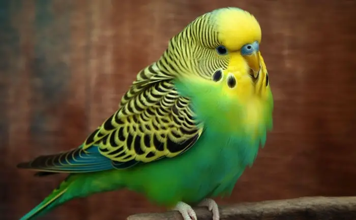 Budgie Green-based Mutations