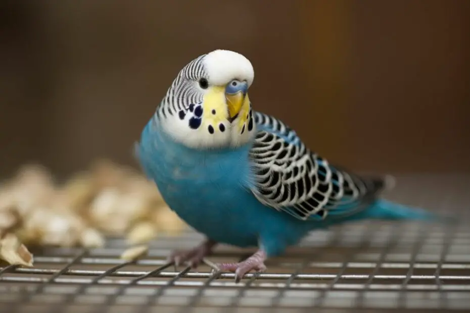 Budgie Liver Disease