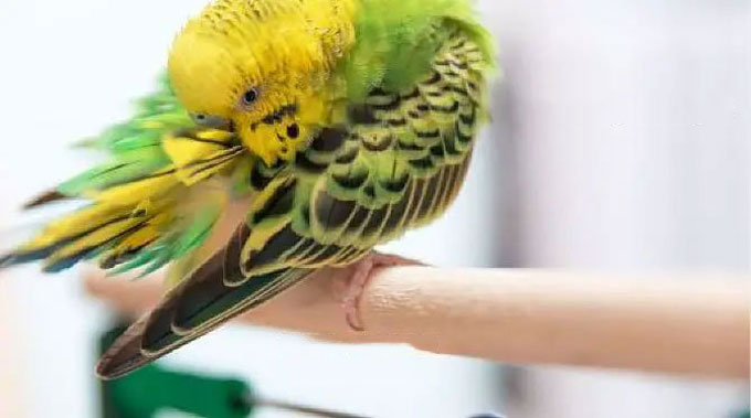 Budgie Offering Supplements to Support Feather Growth