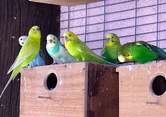 Budgie Other Mutations
