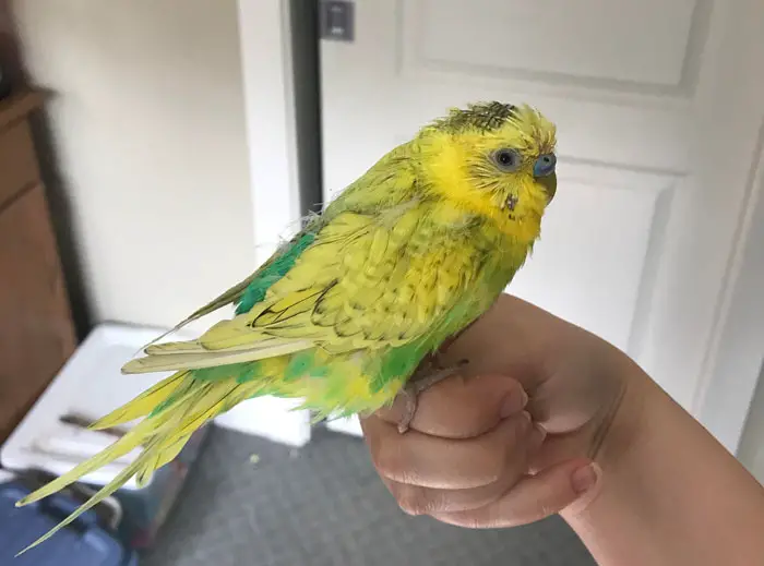 Budgie Signs of Illness