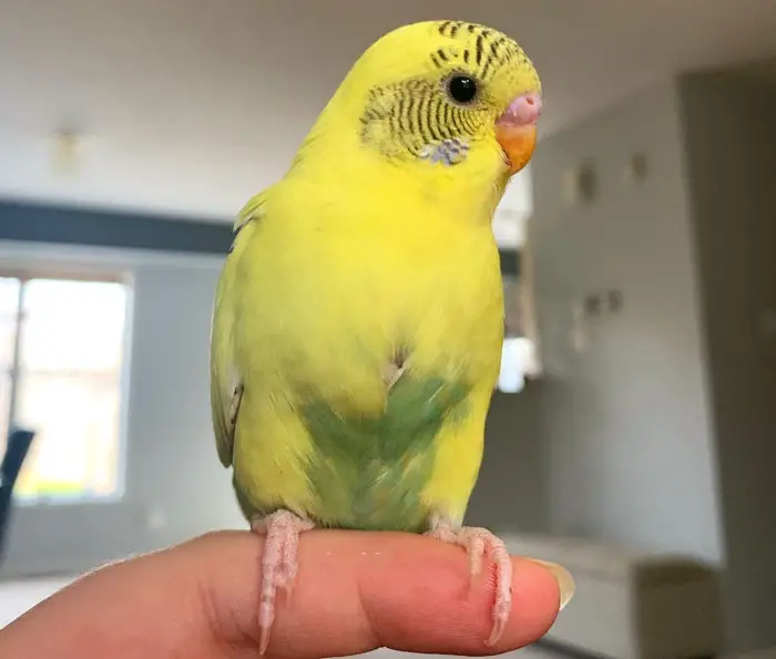 Budgie Yellow Based Mutations