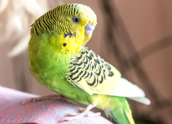 Budgie perched on owner's shoulder