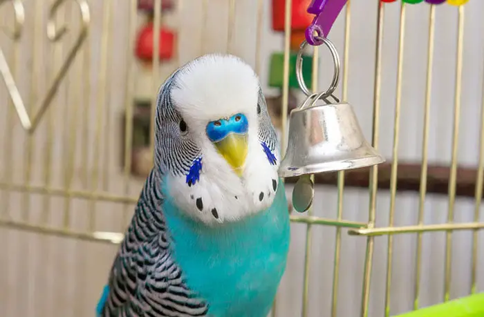 Budgie playing with toys