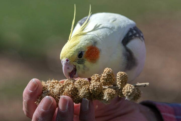 Building a Strong Bond With Your Cockatiel
