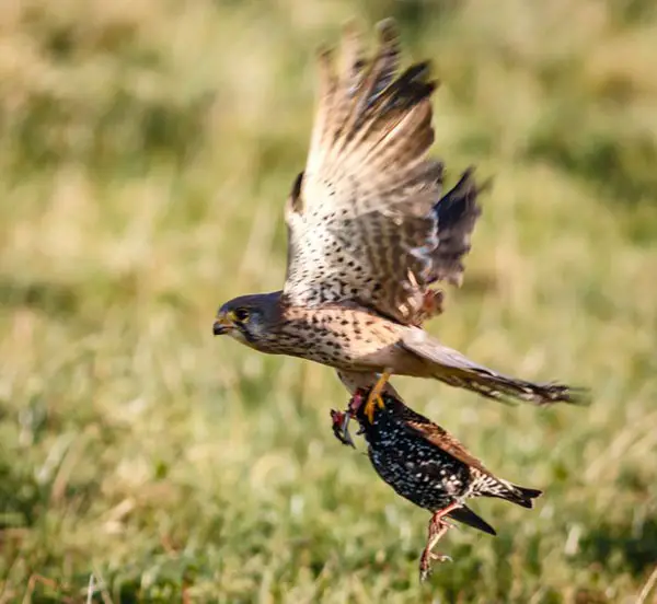 Can You Shoot A Hawk To Save Chickens