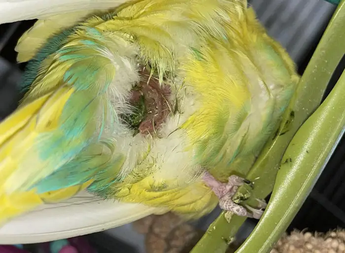 Caring For Budgies With Tumors