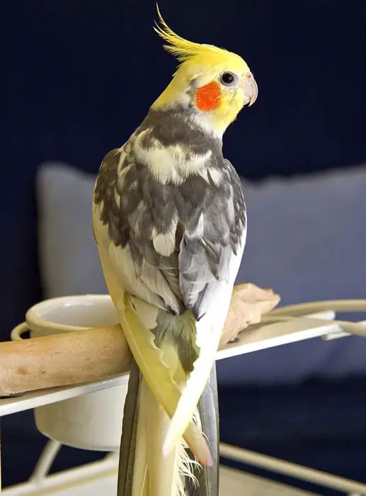 Caring for Cockatiels with Different Colors and Mutations