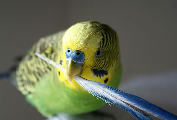 Causes Of Budgie Feather Plucking