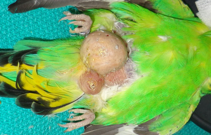 Causes of Tumors in Budgies
