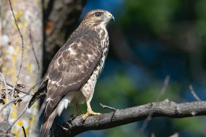 Challenges Faced by Migrating Hawks