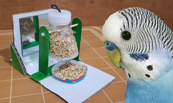 Chewing Toys To Budgies