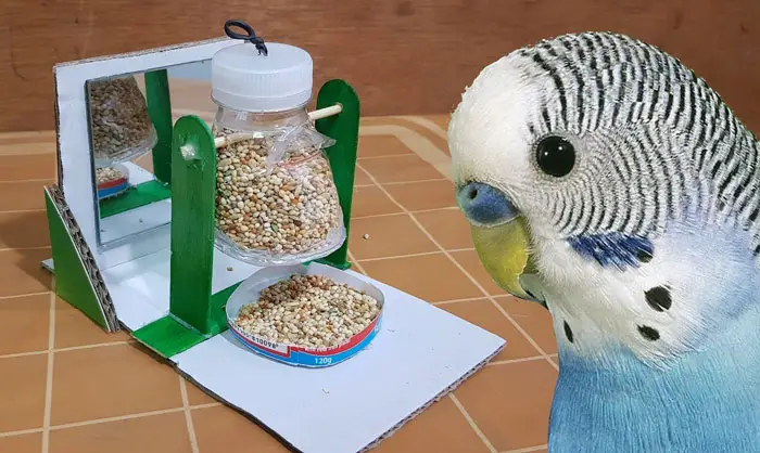 Chewing Toys To Budgies