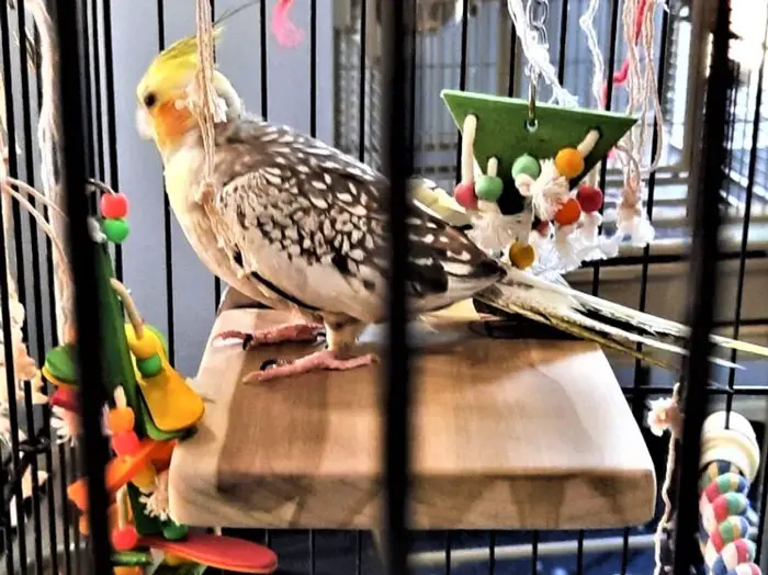 Choosing Appropriate Perches, Cages for Cockatiel