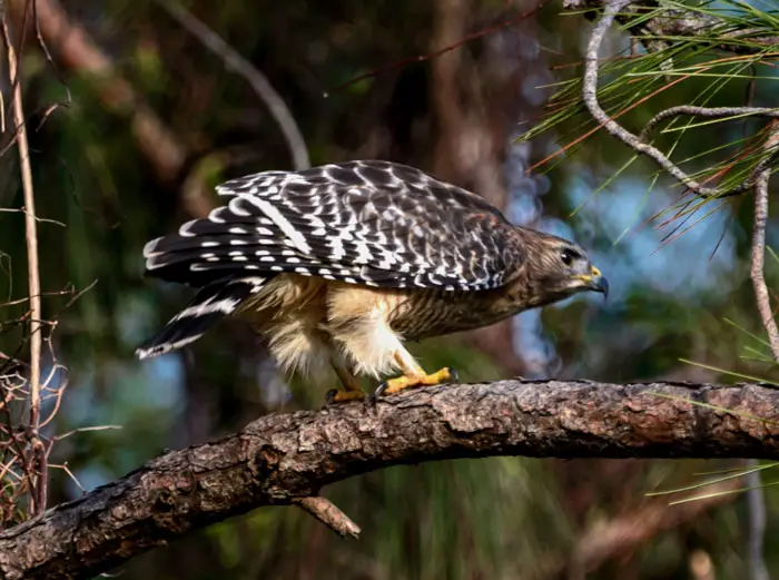 Climate change and its effects on hawk populations