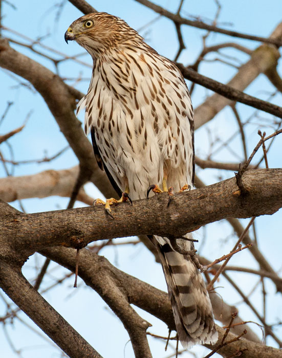 Climate change is affecting the habitats of hawks and putting them at risk