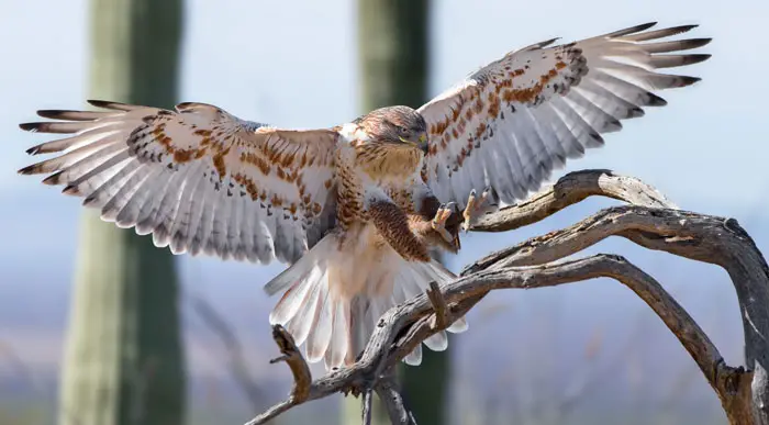 Close-up of a hawk's eye