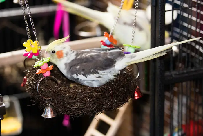 Cockatiel Beak and Feather Maintenance