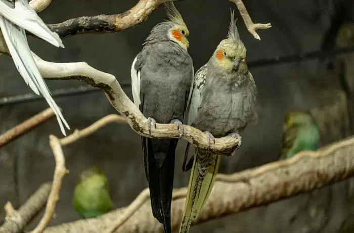 Cockatiel Behavior And Socialization Needs