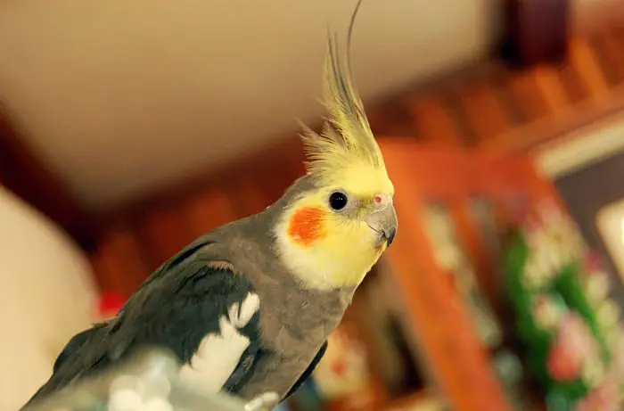 Cockatiel Behavioral factors and feather loss