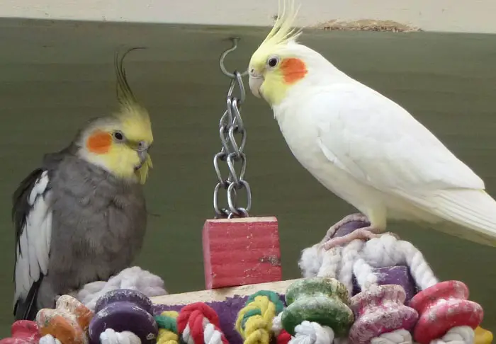 Cockatiel Body Language