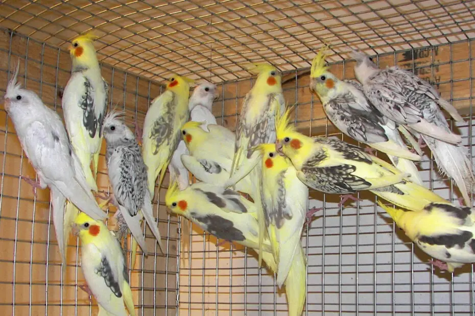 Cockatiel Breeding