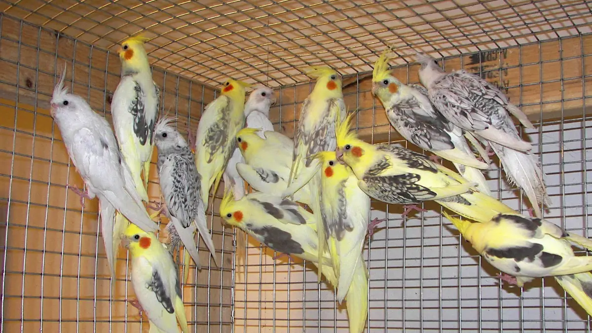 Cockatiel Breeding