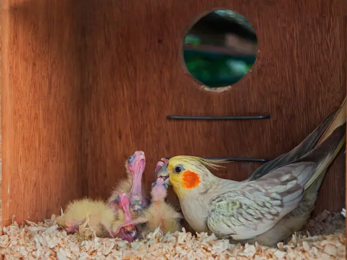 Cockatiel Chick Growth