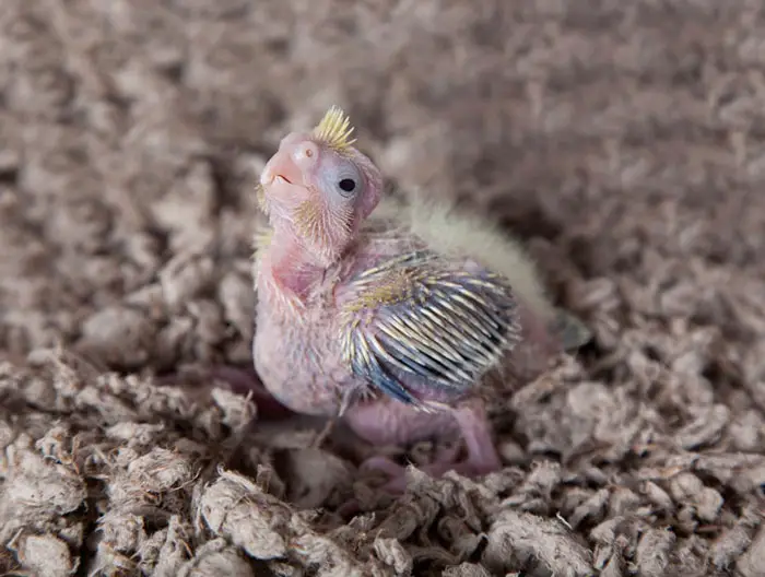 Cockatiel Chicks for New Homes