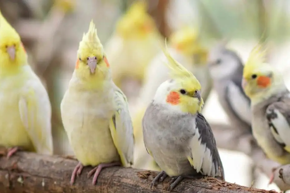 Cockatiel Colors and Mutations