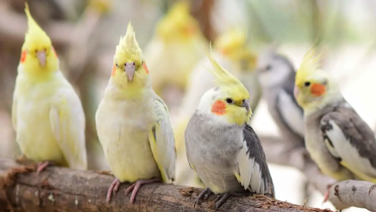 Cockatiel Colors and Mutations