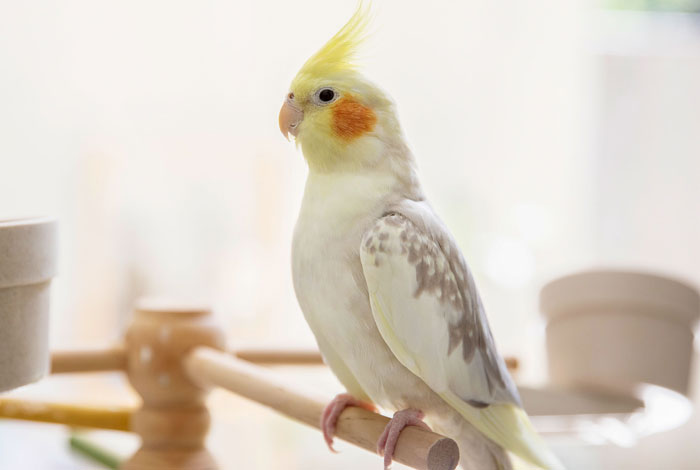 Cockatiel Communication