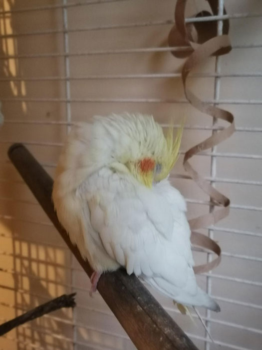 Cockatiel Creating a Conducive Sleep Environment