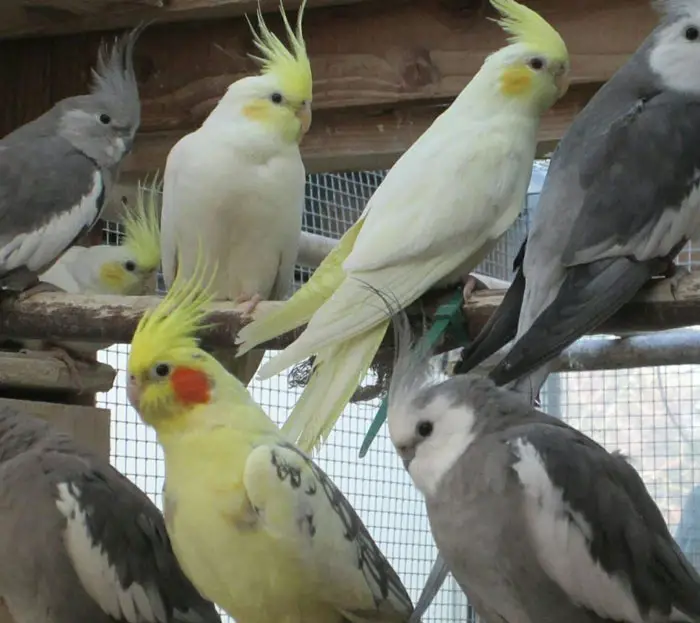 Cockatiel Environmental Factors And Feather Loss