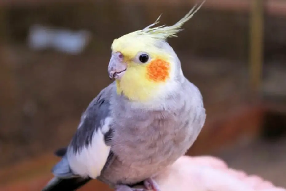 Cockatiel Exercise