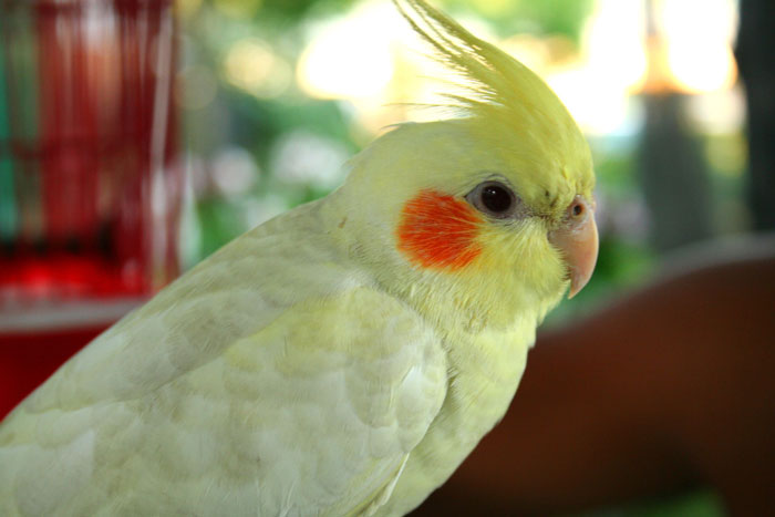 Cockatiel Feather Care