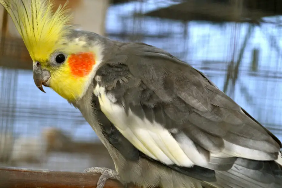 Cockatiel Feather Loss