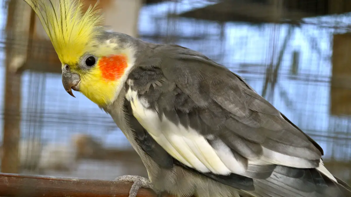 Cockatiel Feather Loss