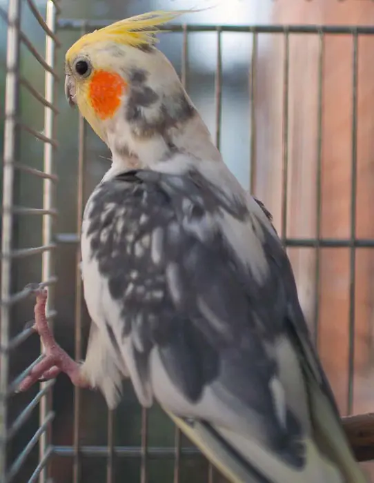 Cockatiel Feather Regrowth Through Diet