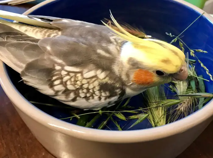 Cockatiel feeding schedule