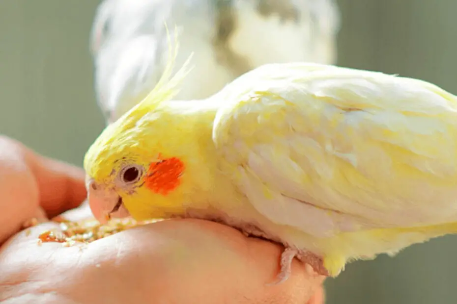 Cockatiel Feeding Schedule