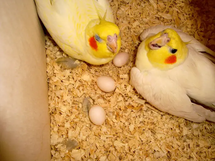 Cockatiel Female Is Ready to Lay Eggs