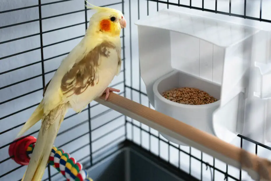 Cockatiel Flying